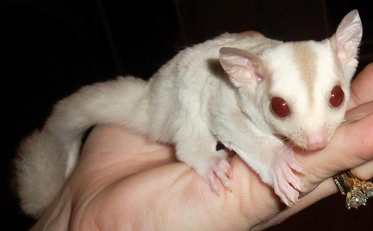 Cream hotsell sugar glider